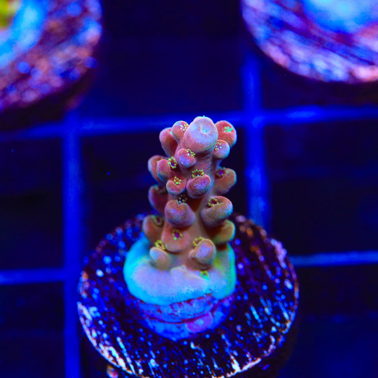 TSA Hellraiser Acropora Coral