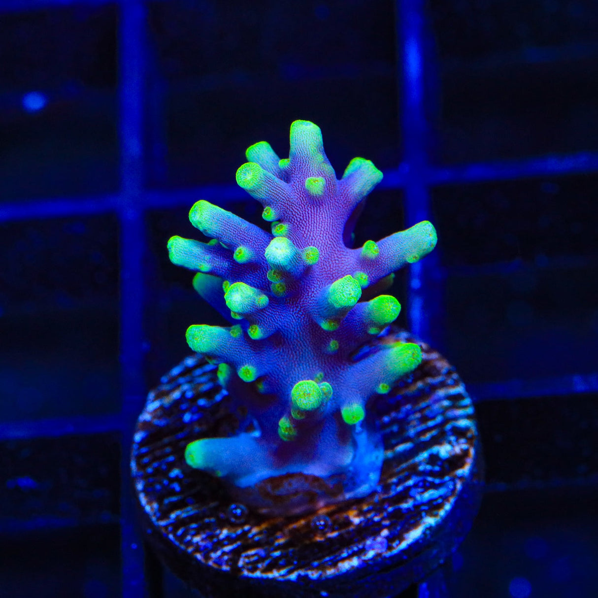 TSA The Riddler Acropora Coral