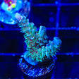 TSA Peach Tree Acropora Coral