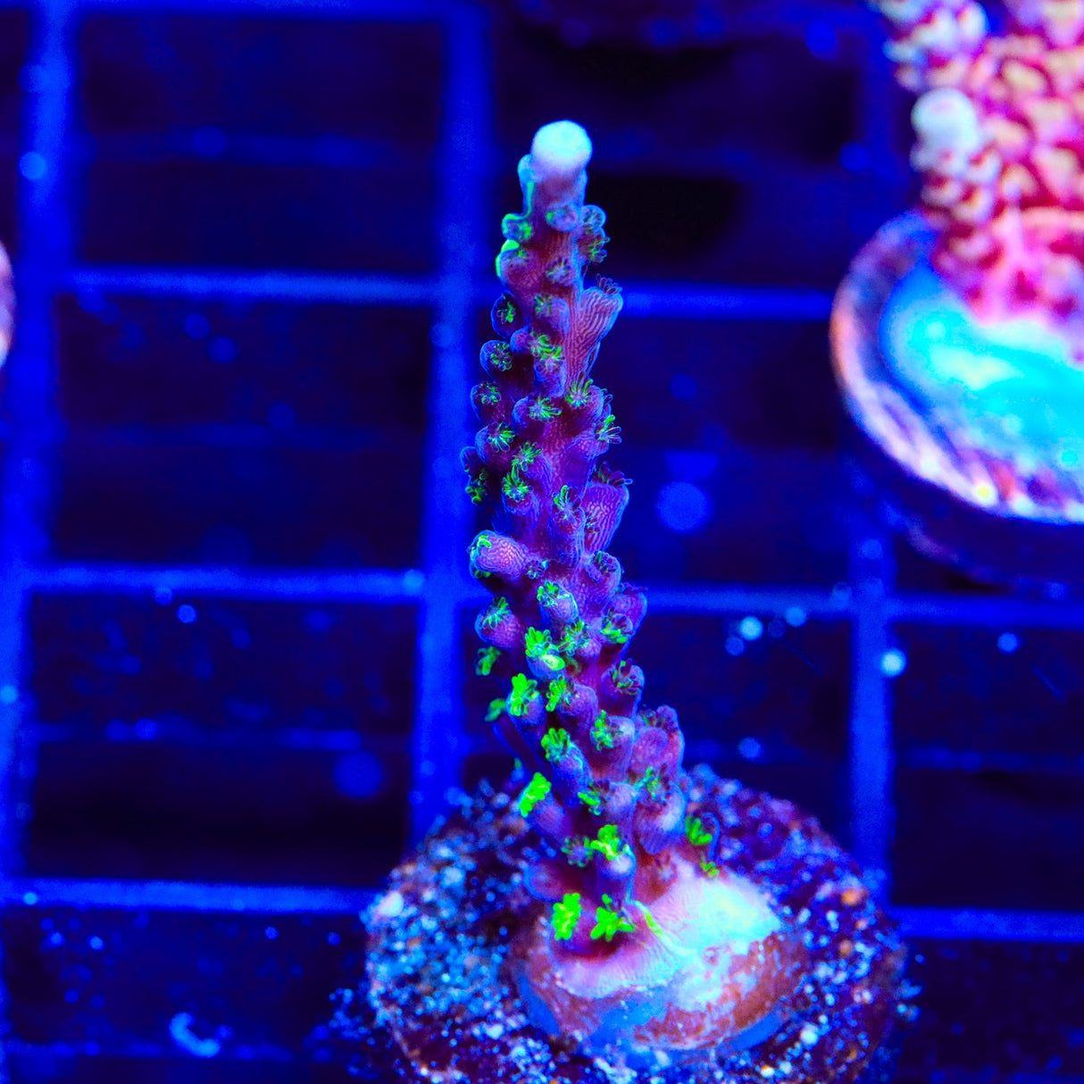 TSA Raspberry Splice Acropora Coral