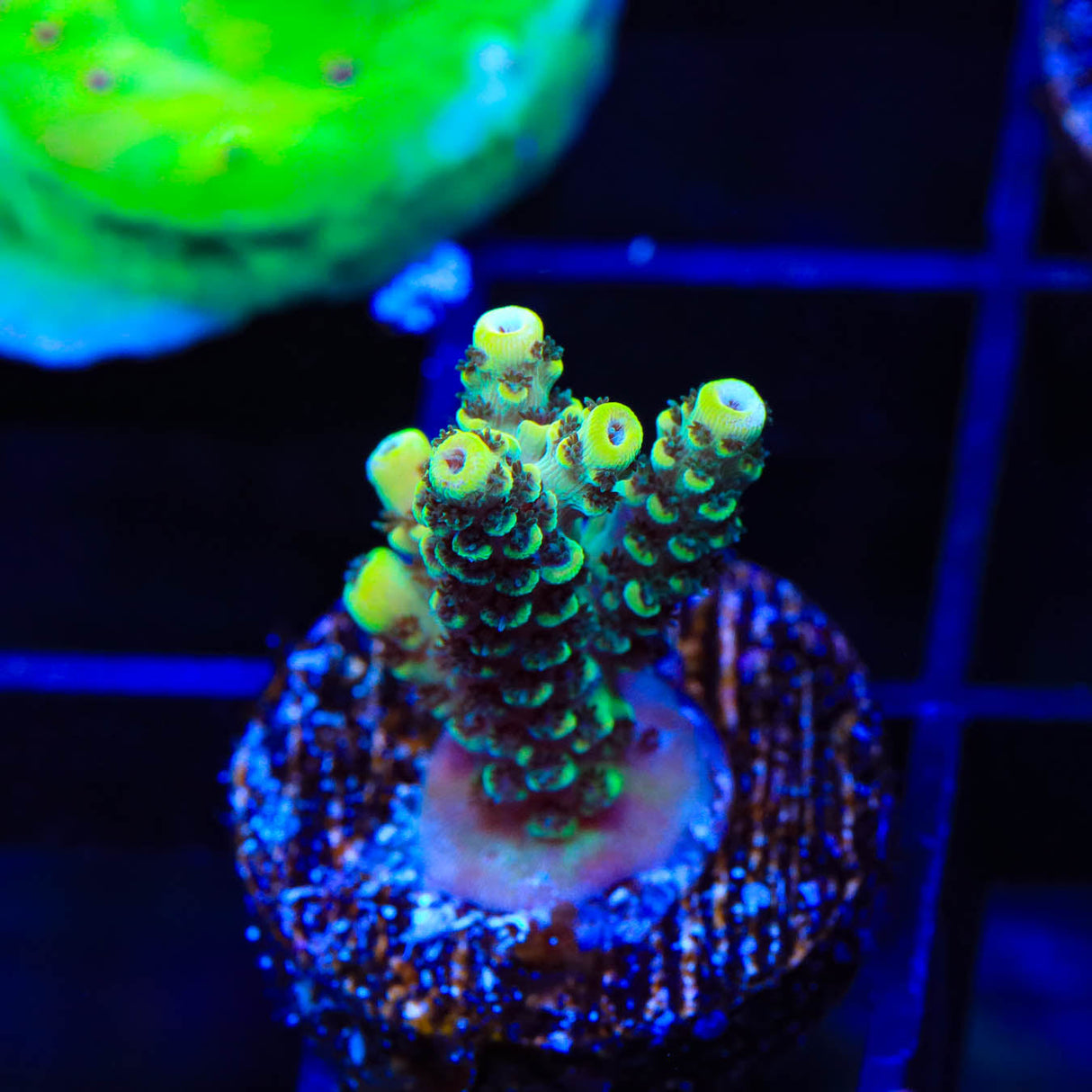 TSA Harold Ramis Acropora Coral - Top Shelf Aquatics