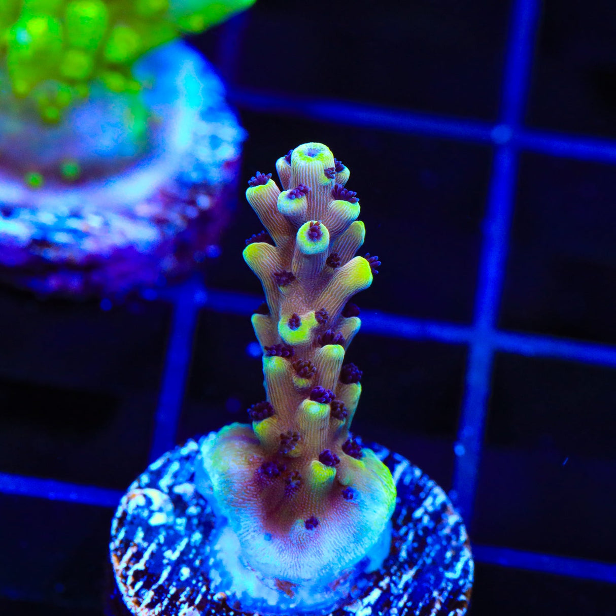 TSA Goliath Acropora Coral