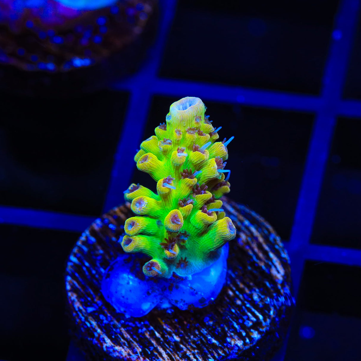 Tyree Pink Lemonade Acropora Coral