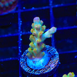 RR Olympus Acropora Coral