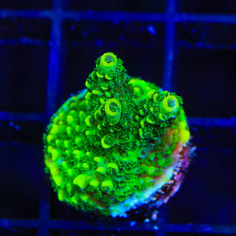 ORA Green Planet Acropora Coral