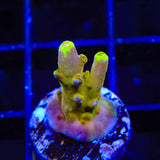 CB Golden Jawdropper Acropora Coral