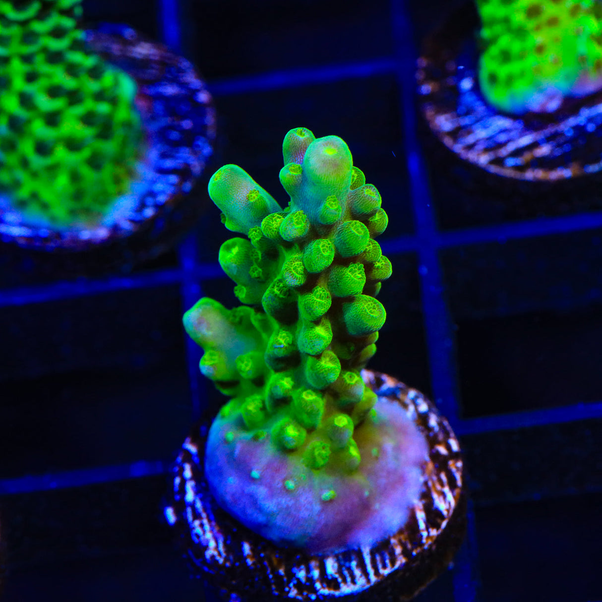 CB Golden Jawdropper Acropora Coral