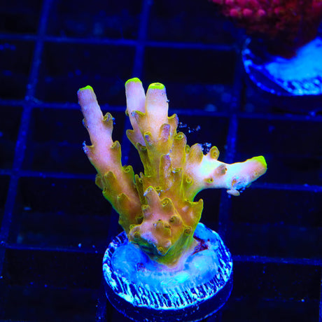 CB Golden Jawdropper Acropora Coral