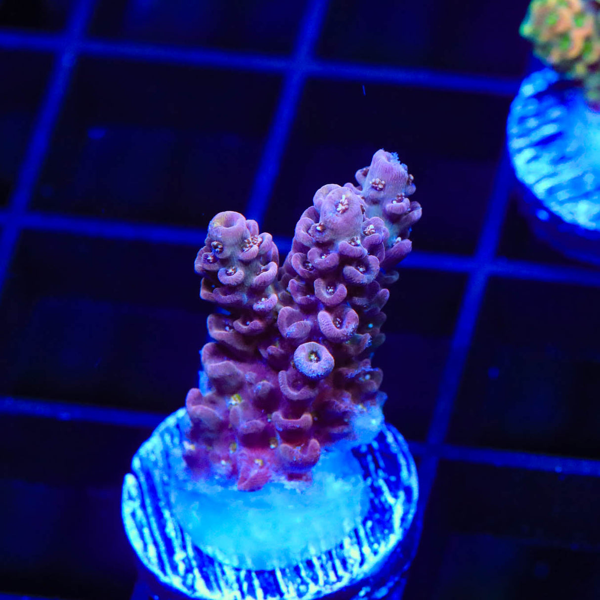 TSA Grimace Acropora Coral