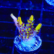 WWC Afterparty Acropora Coral