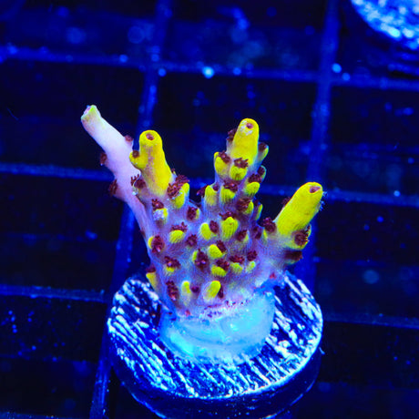 WWC Afterparty Acropora Coral