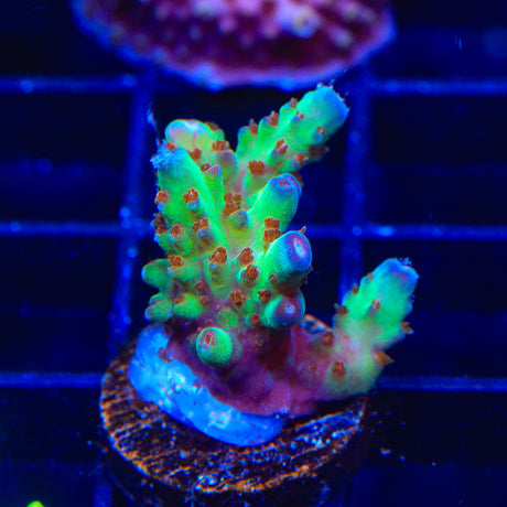 RRC Wonderland Acropora Coral