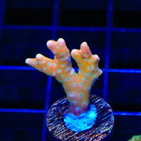 RRC Tropicana Anacropora Coral