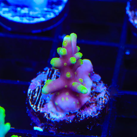 TSA The Riddler Acropora Coral