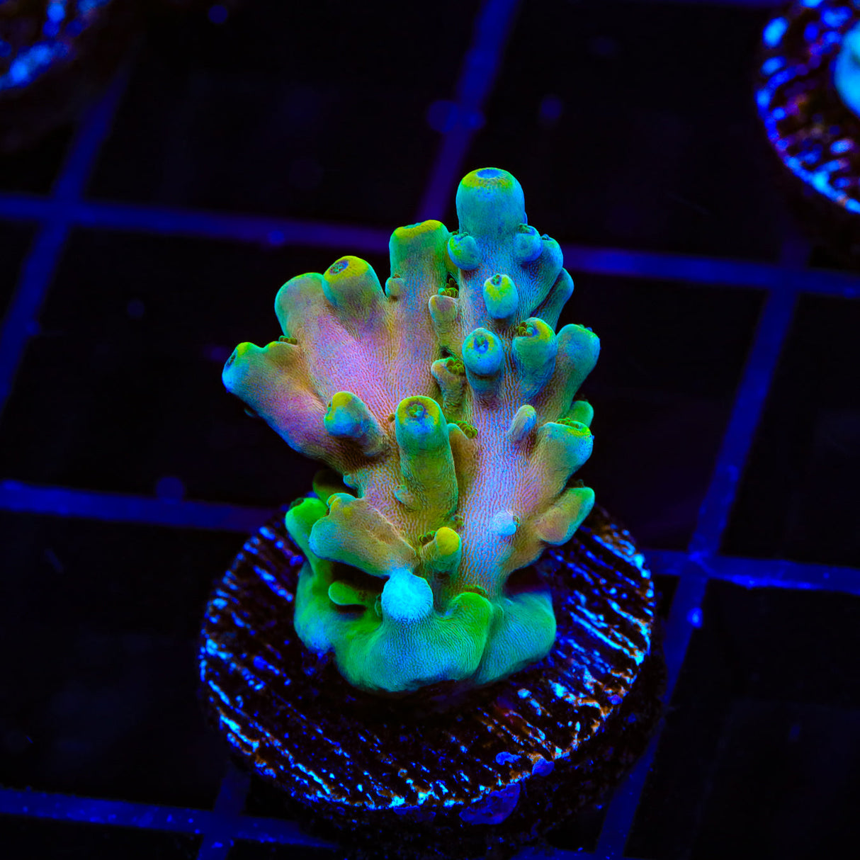 TSA Rainbow Fever Acropora Coral