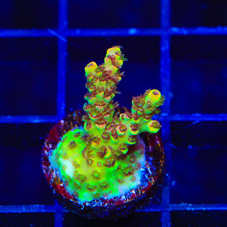 RR Firecracker Acropora Coral