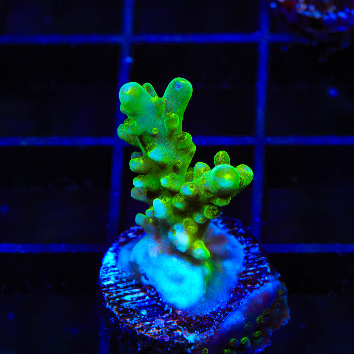 TSA Green Hornet Acropora Coral - Top Shelf Aquatics