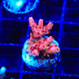 CB Maleficent Acropora Coral