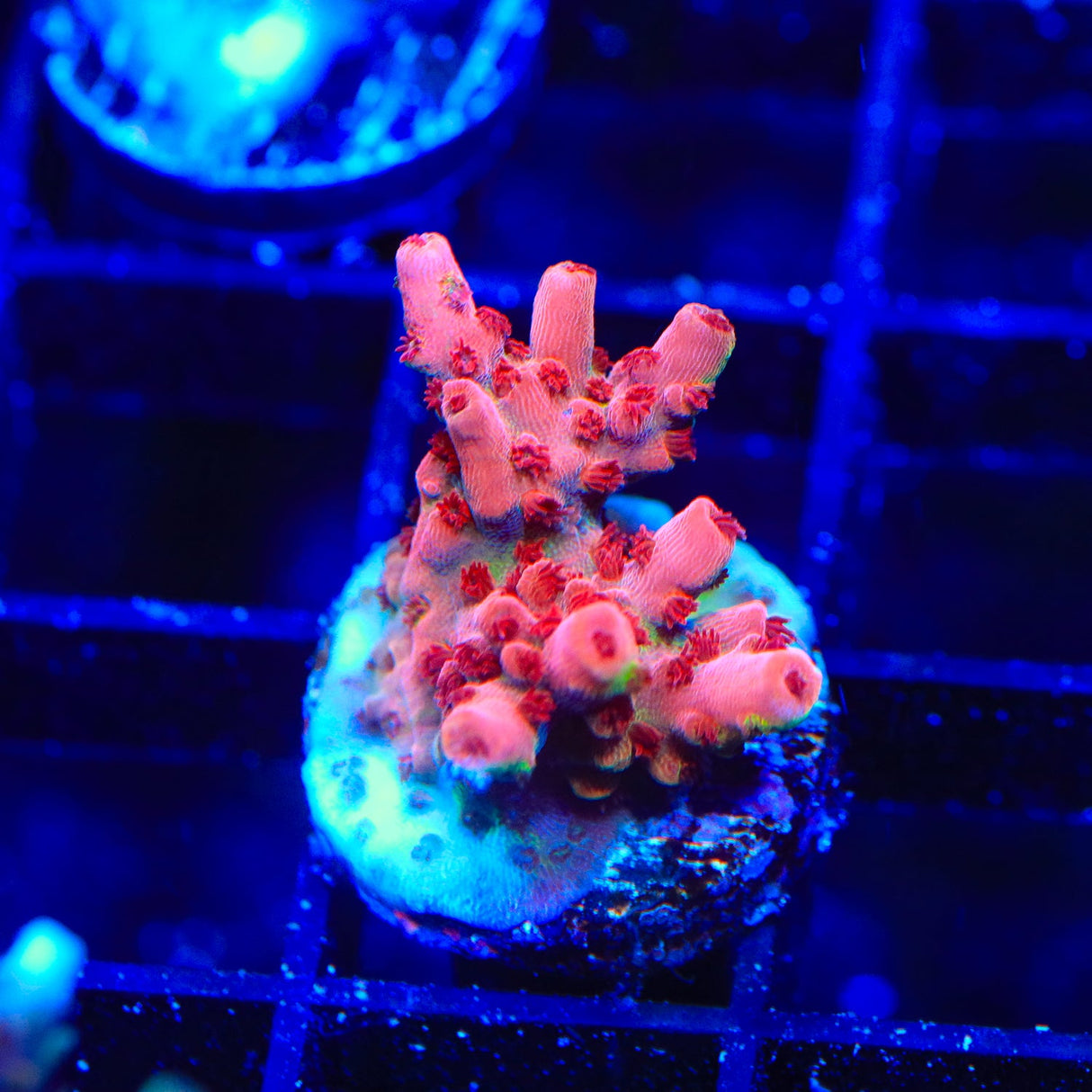 CB Maleficent Acropora Coral