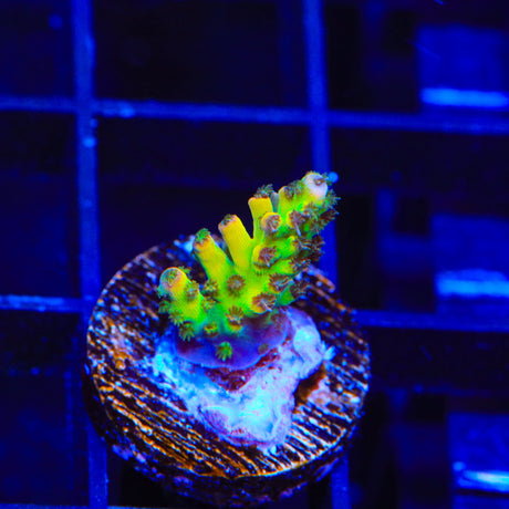 TSA Sour Patch Acropora Coral