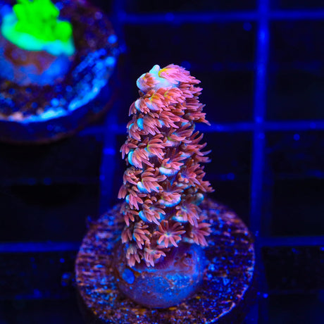 TSA Unity Acropora Coral