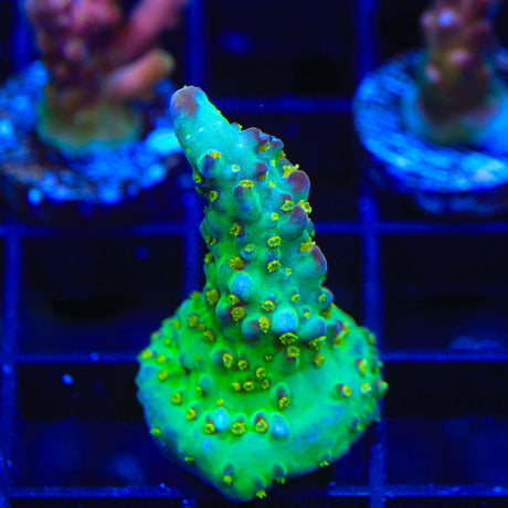 TSA Taj Mahal Acropora Coral