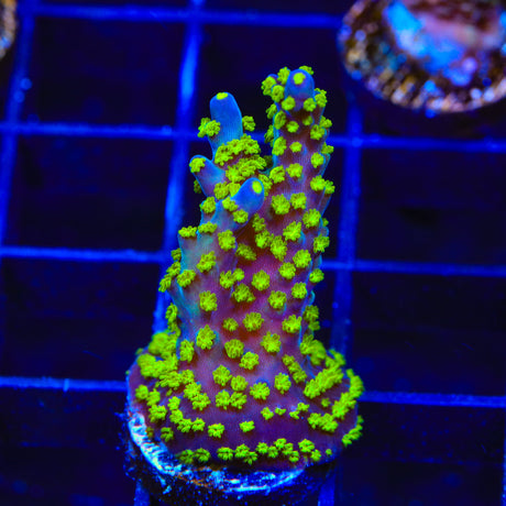 CB Golden Jawdropper Acropora Coral