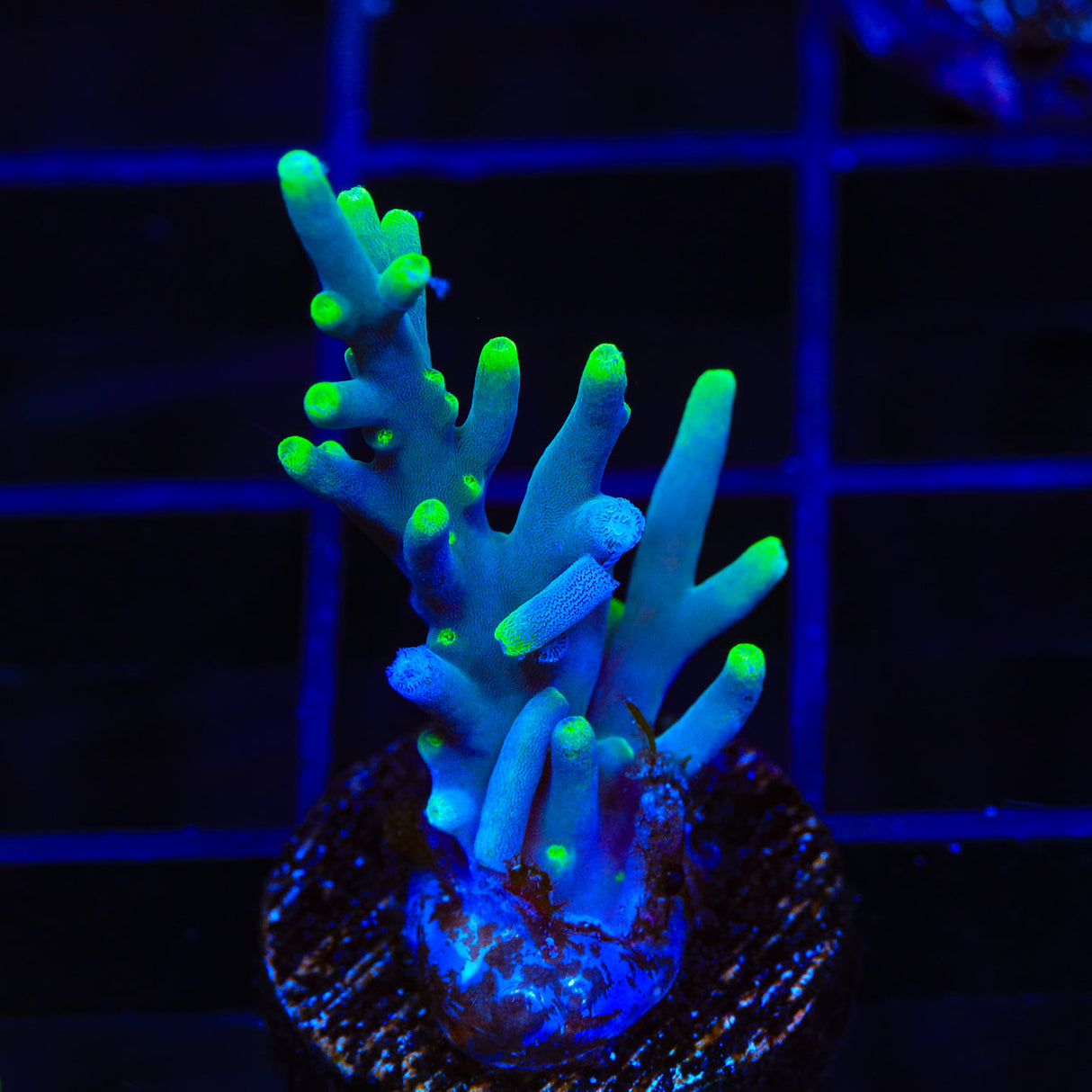 TSA Green Dragon Acropora Coral - Top Shelf Aquatics