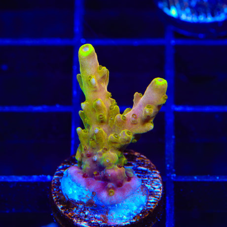 TSA Mango Passion Tenuis Acropora Coral