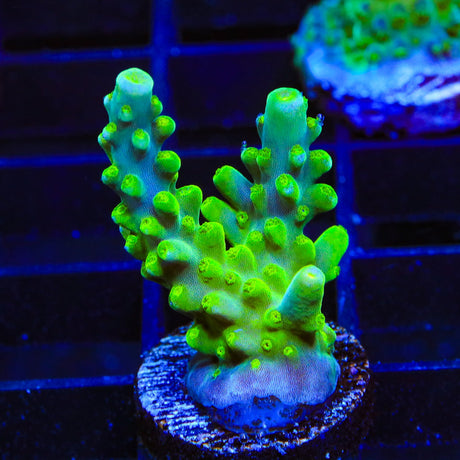 TSA Green Hornet Acropora Coral