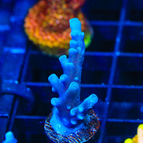 TSA Black Rose Acropora Coral