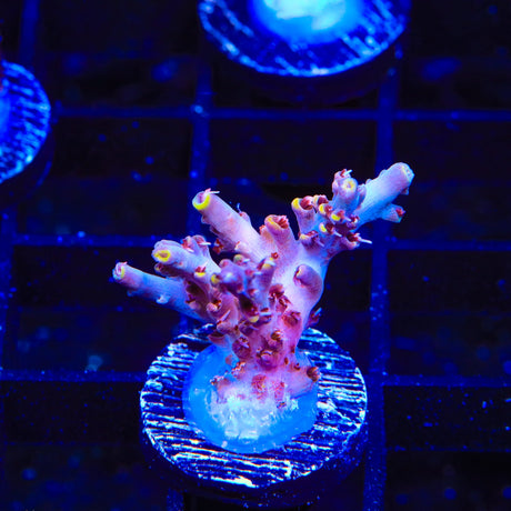 TSA Sparkler Acropora Coral