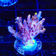 TSA Sparkler Acropora Coral