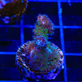 Green Pocillopora Coral - Top Shelf Aquatics