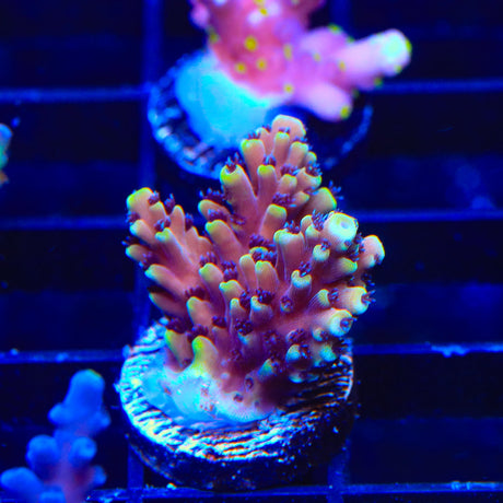 RRC Pink Cadillac Acropora Coral