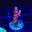 ORA Pearlberry Acropora Coral