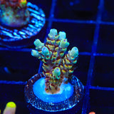 TSA Rainbow Sherbet Acropora Coral