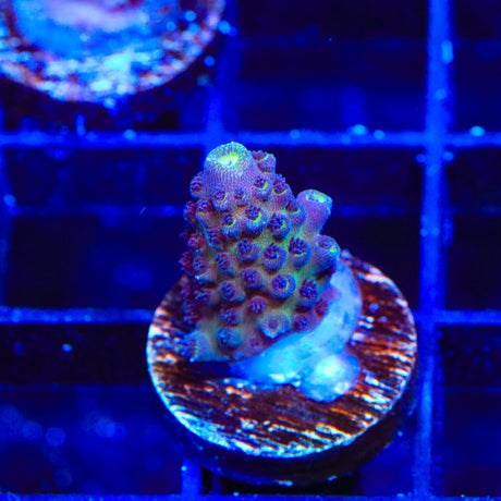 TSA Headbanger Acropora Coral