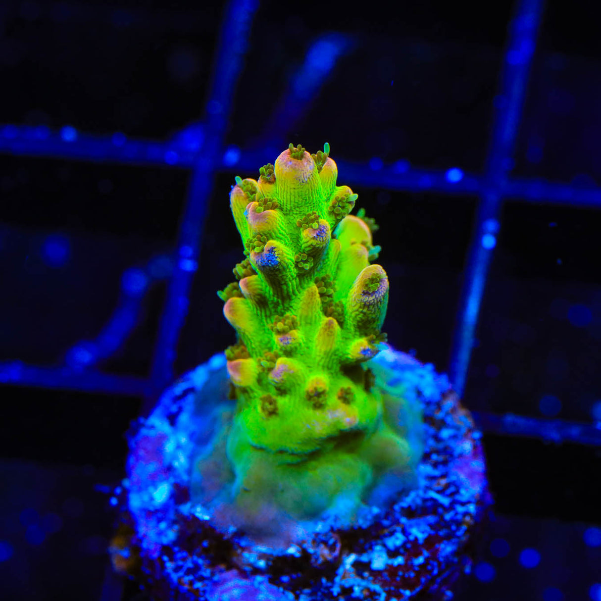 TSA Disco Fever Acropora Coral