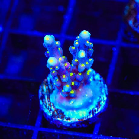 RR Firecracker Acropora Coral