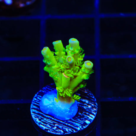 TSA Princess Peach Acropora Coral