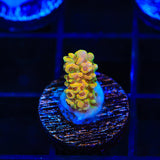 TSA Lion O Acropora Coral