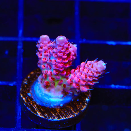 TSA Fruity Splice Acropora Coral