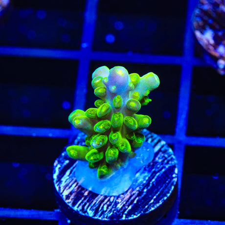 CB Golden Jawdropper Acropora Coral