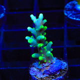 TSA Green Dragon Acropora Coral