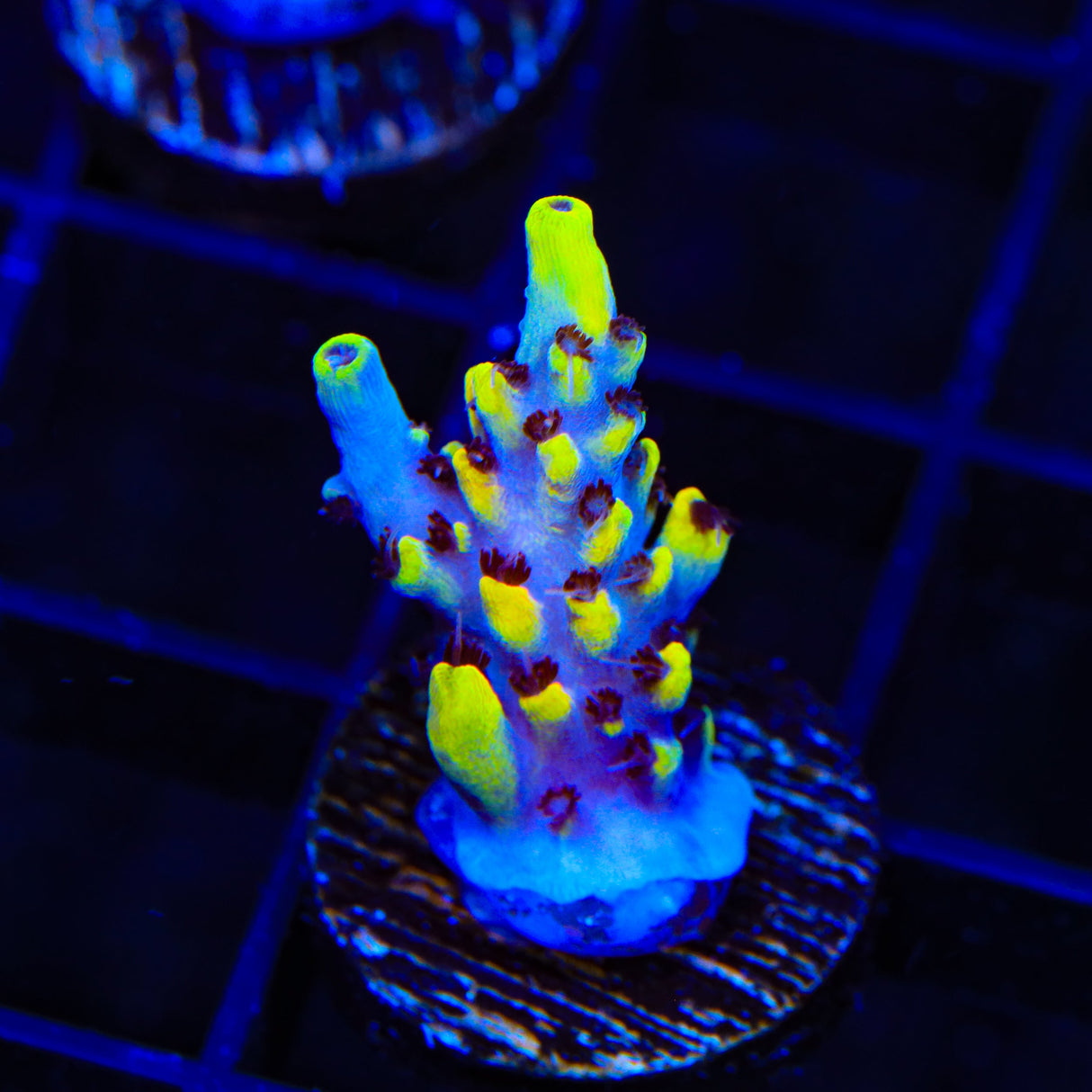 TSA Colonel Mustard Acropora Coral