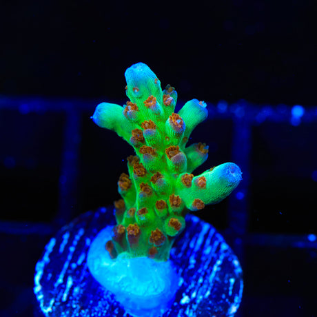 RRC Wonderland Acropora Coral