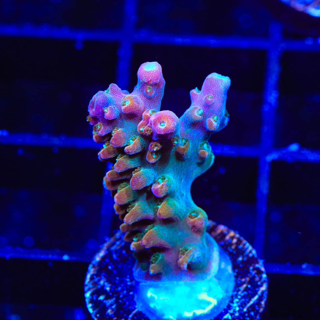 TSA Explosive Ember Acropora Coral