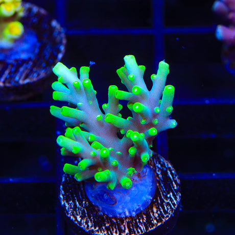 TSA Green Dragon Acropora Coral