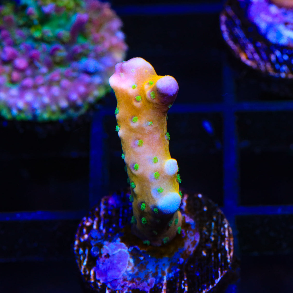TSA Ice Queen Acropora Coral
